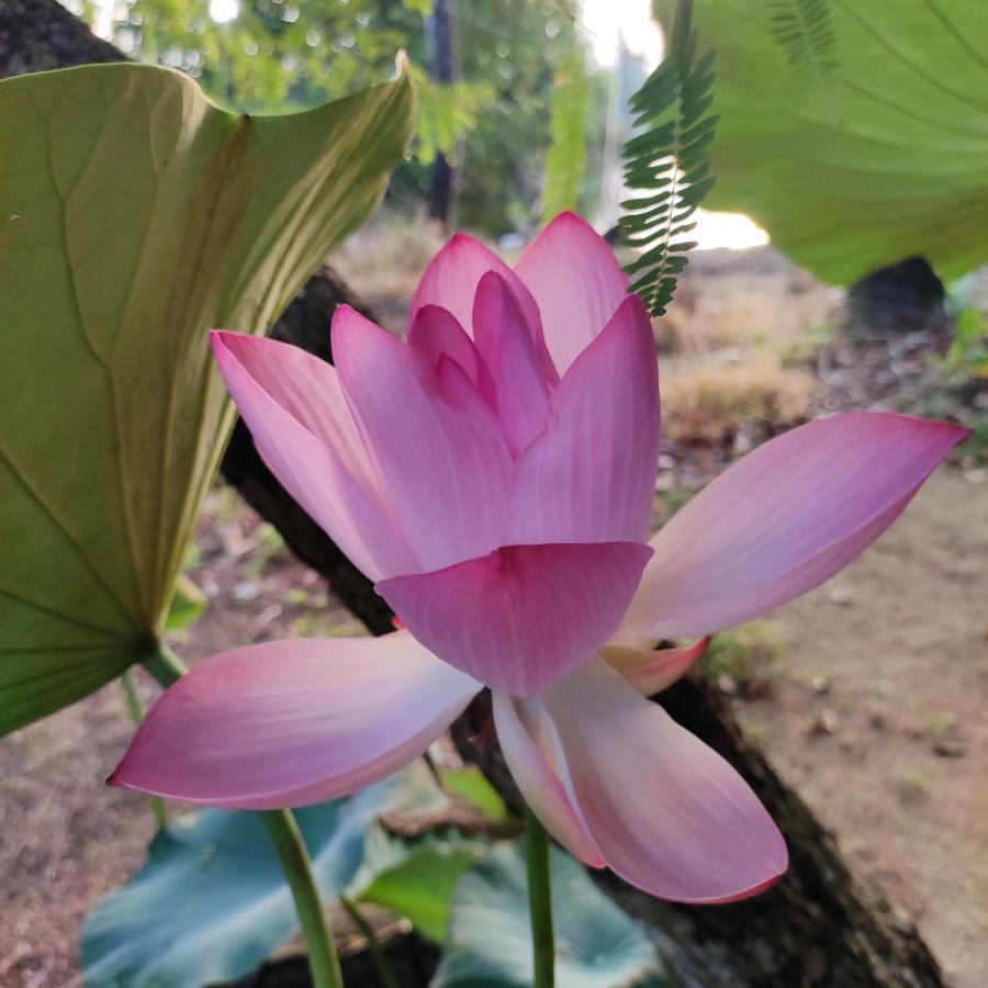 Munroe Inn Homestay Kollam Buitenkant foto